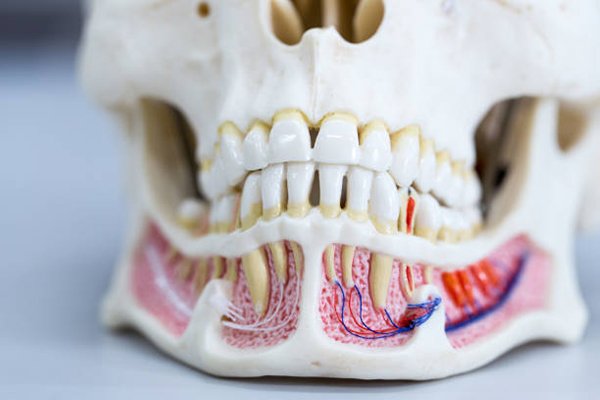 I denti nella nostra bocca